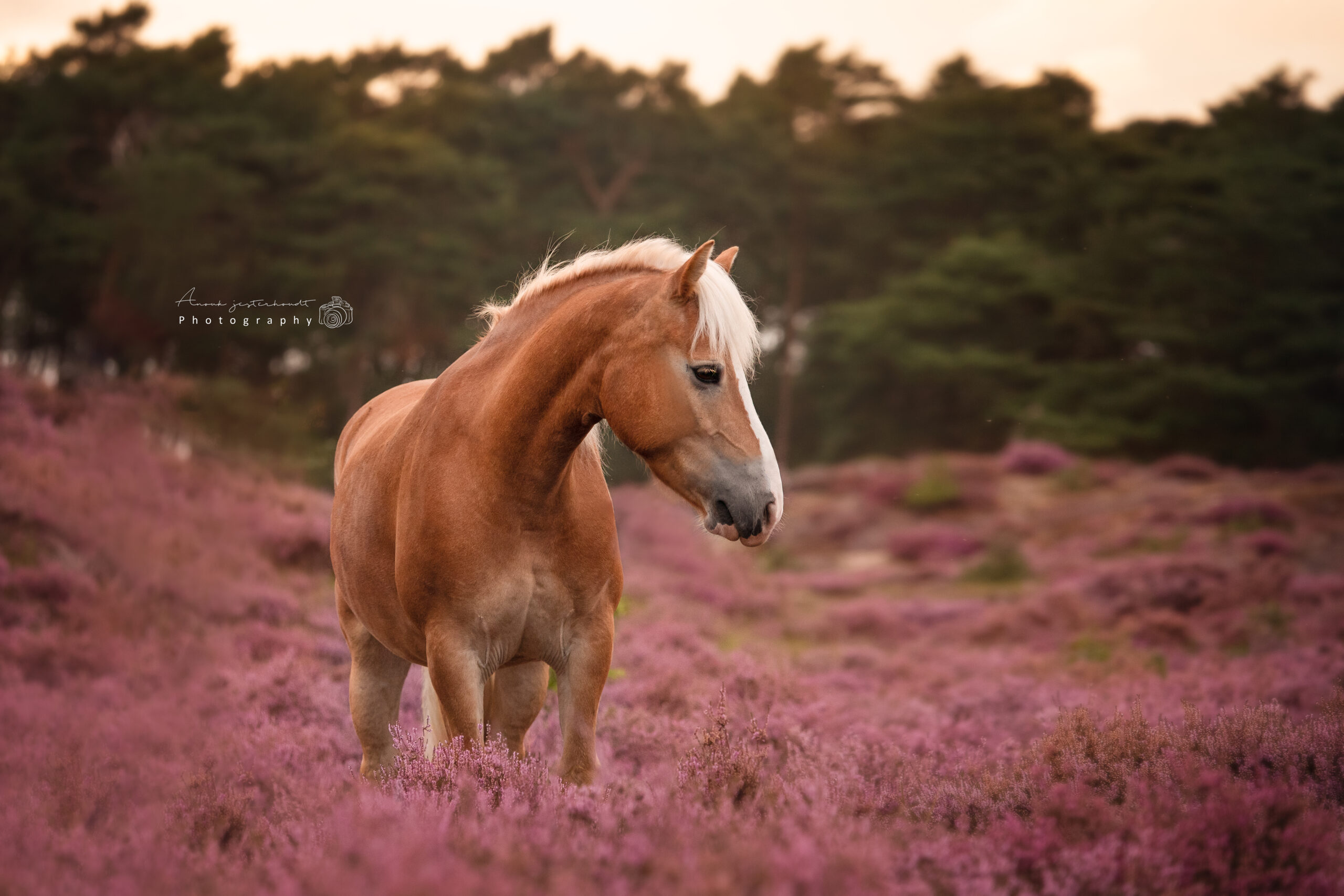 portretfoto-paard