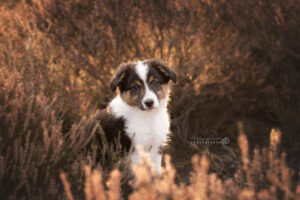 portretfoto-puppy