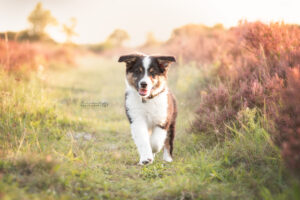actiefoto-puppy