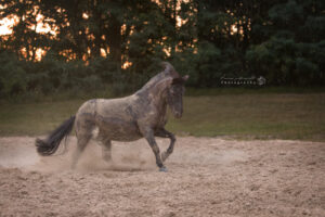 actiefoto-paard