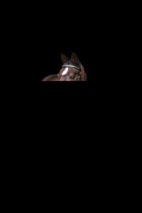 Blackfoto-paard