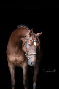 Blackfoto-paard