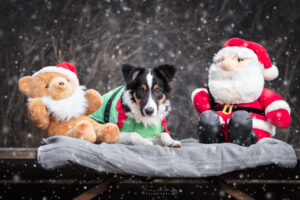 portretfoto-puppy