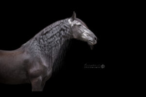 Blackfoto-paard
