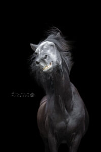 Blackfoto-paard
