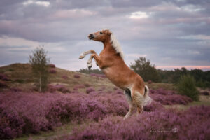 actiefoto-paard