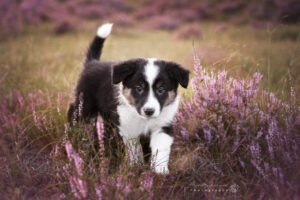 portretfoto-puppy