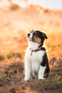 portretfoto-puppy