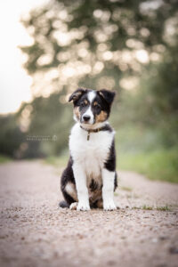 portretfoto-puppy
