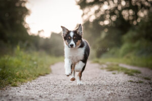 actiefoto-puppy
