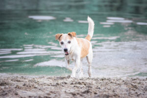 actiefoto-hond