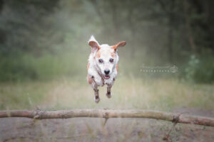 actiefoto-hond