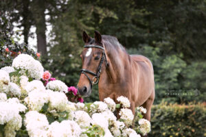 portretfoto-paard