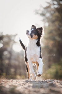 actiefoto-puppy
