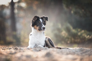 portretfoto-puppy