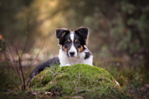 portretfoto-puppy