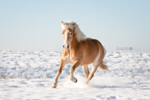 actiefoto-paard