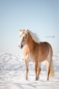 portretfoto-paard