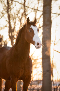 portretfoto-paard