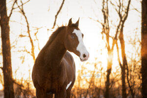 portretfoto-paard