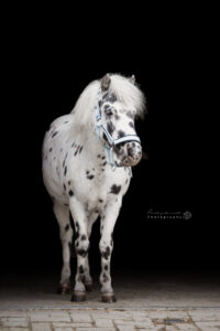 Blackfoto-shetlander