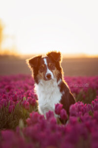 portretfoto-puppy