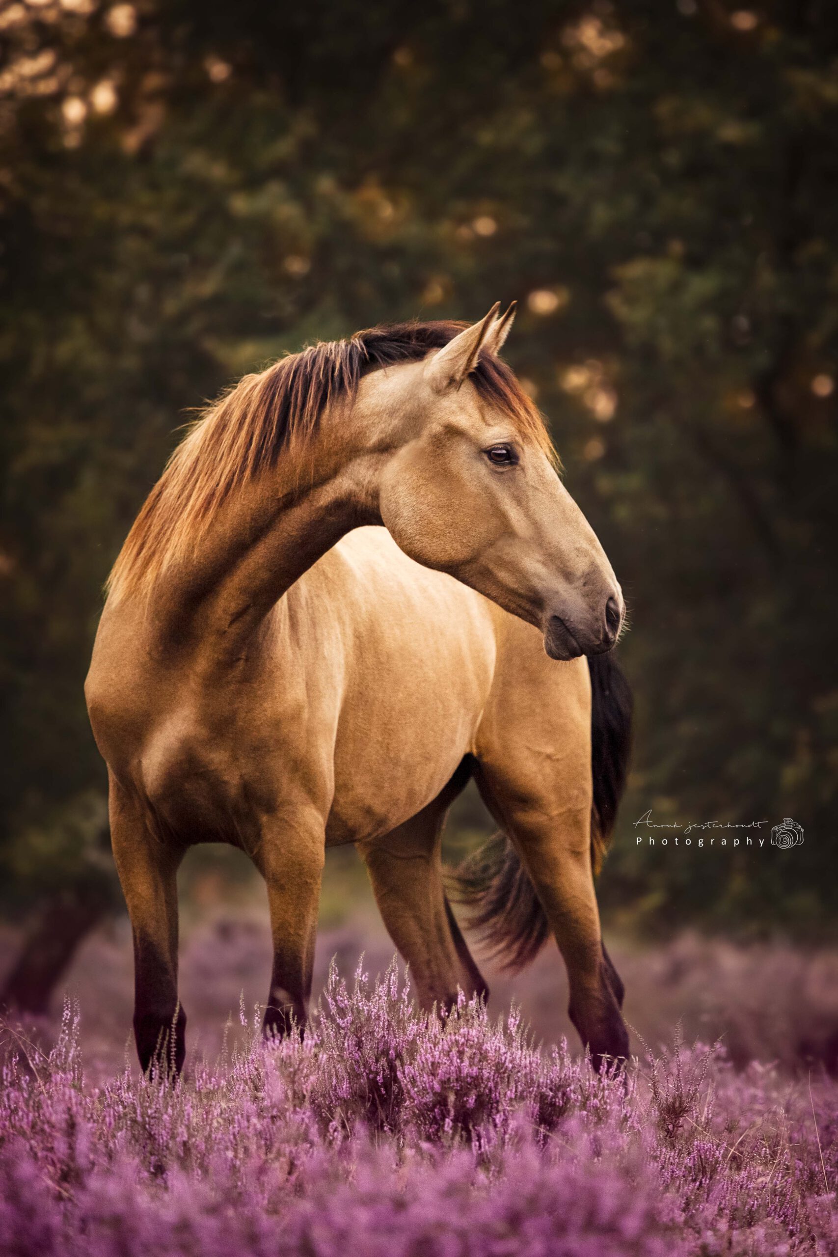 portretfoto-paard