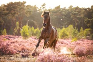 actiefoto-paard