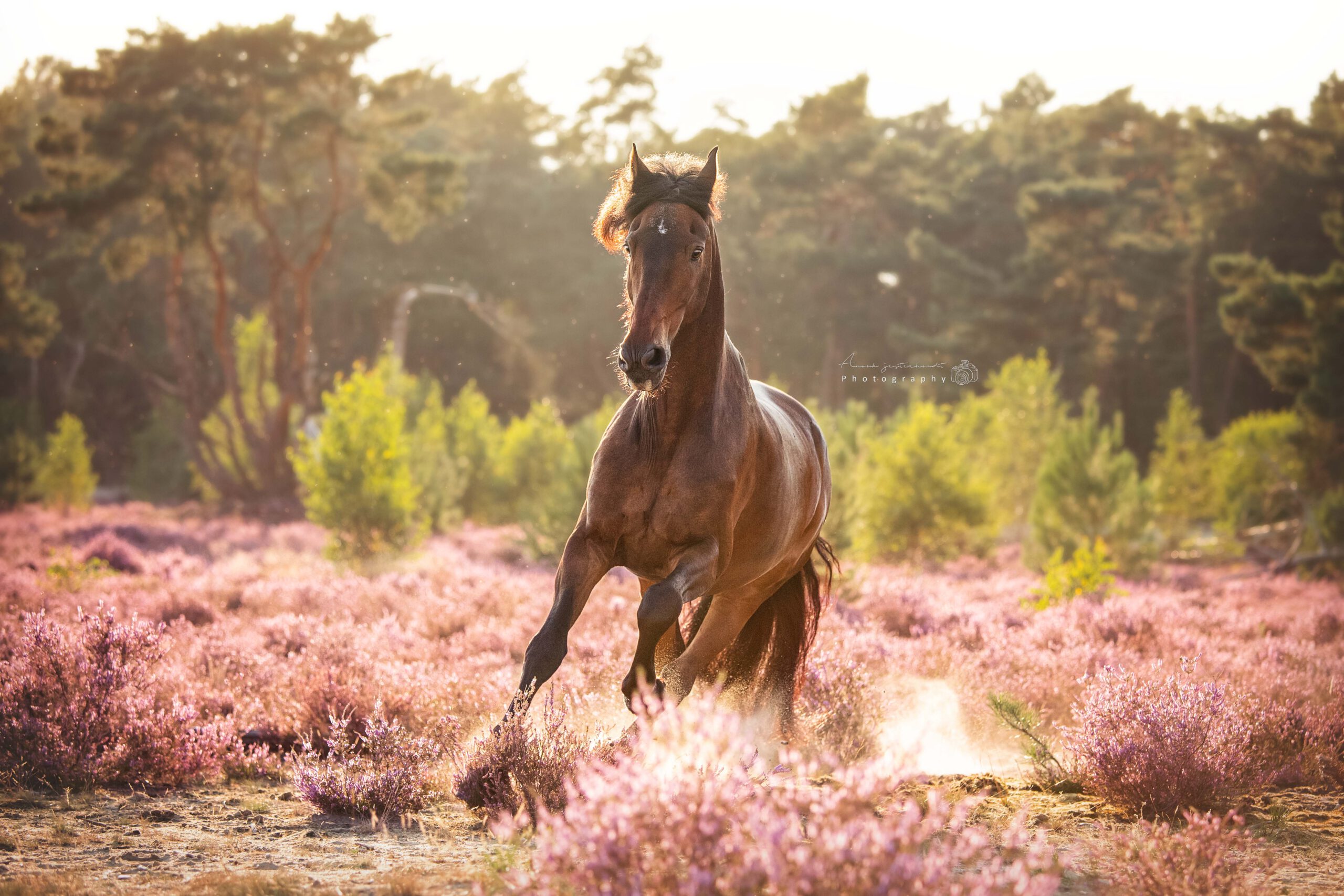 actiefoto-paard