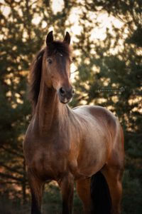 portretfoto-paard
