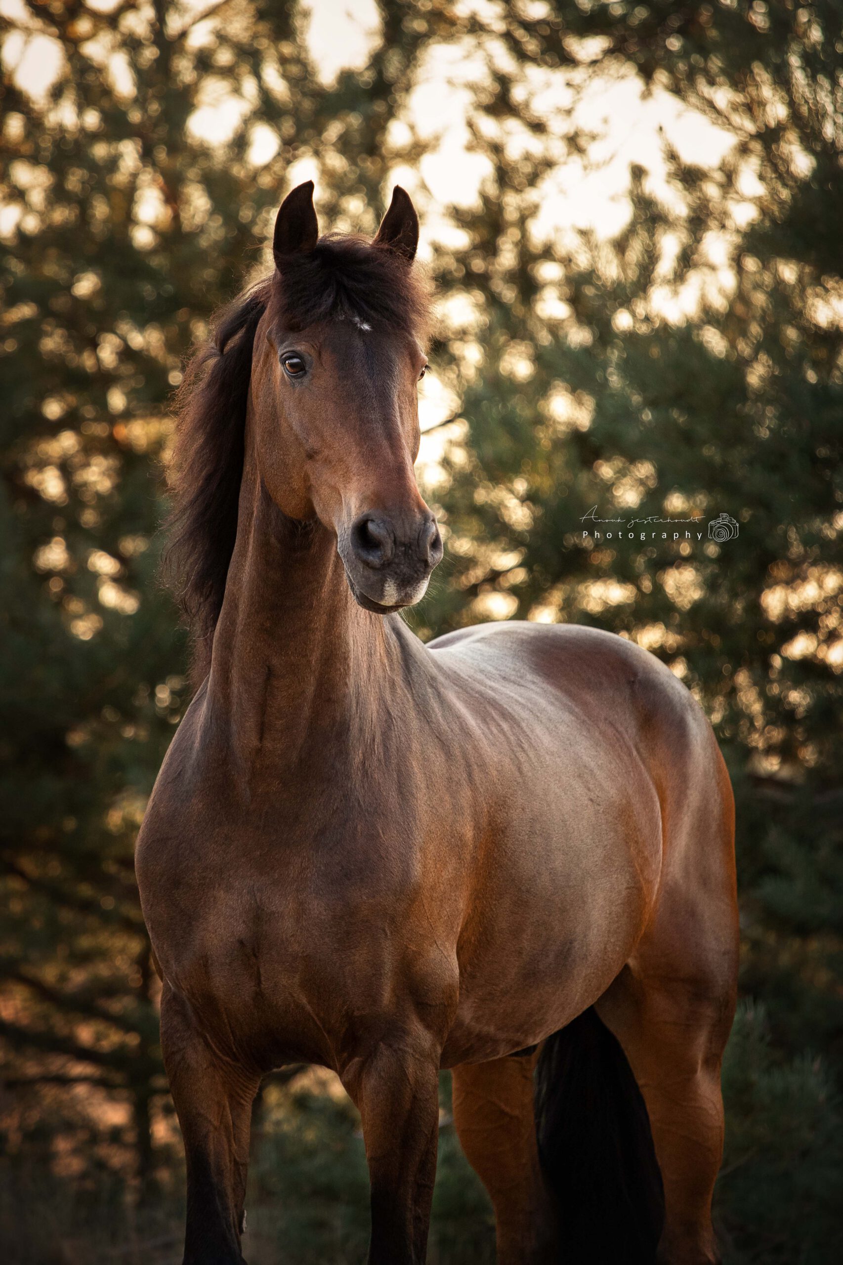 portretfoto-paard