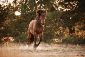 actiefoto-paard