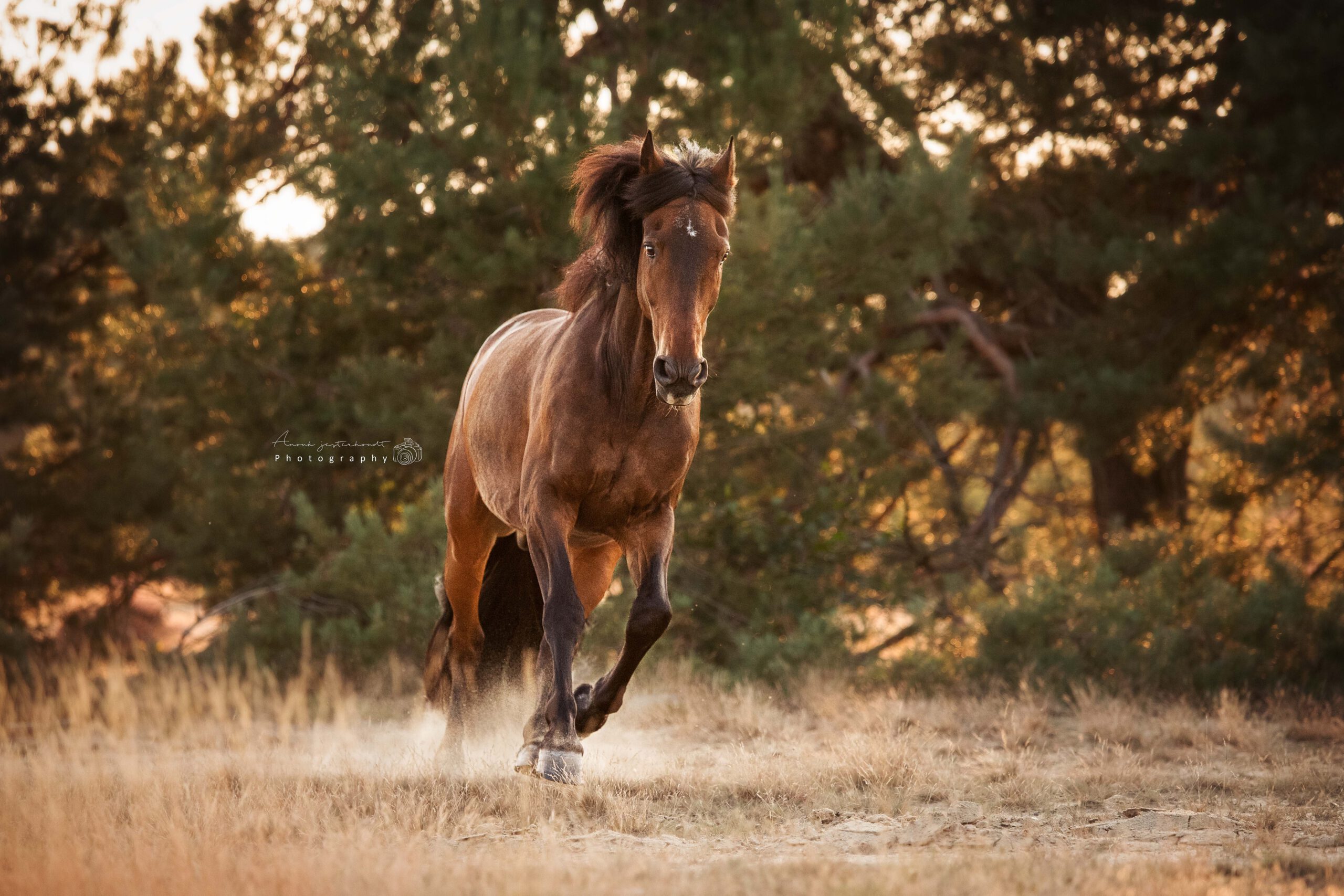 actiefoto-paard