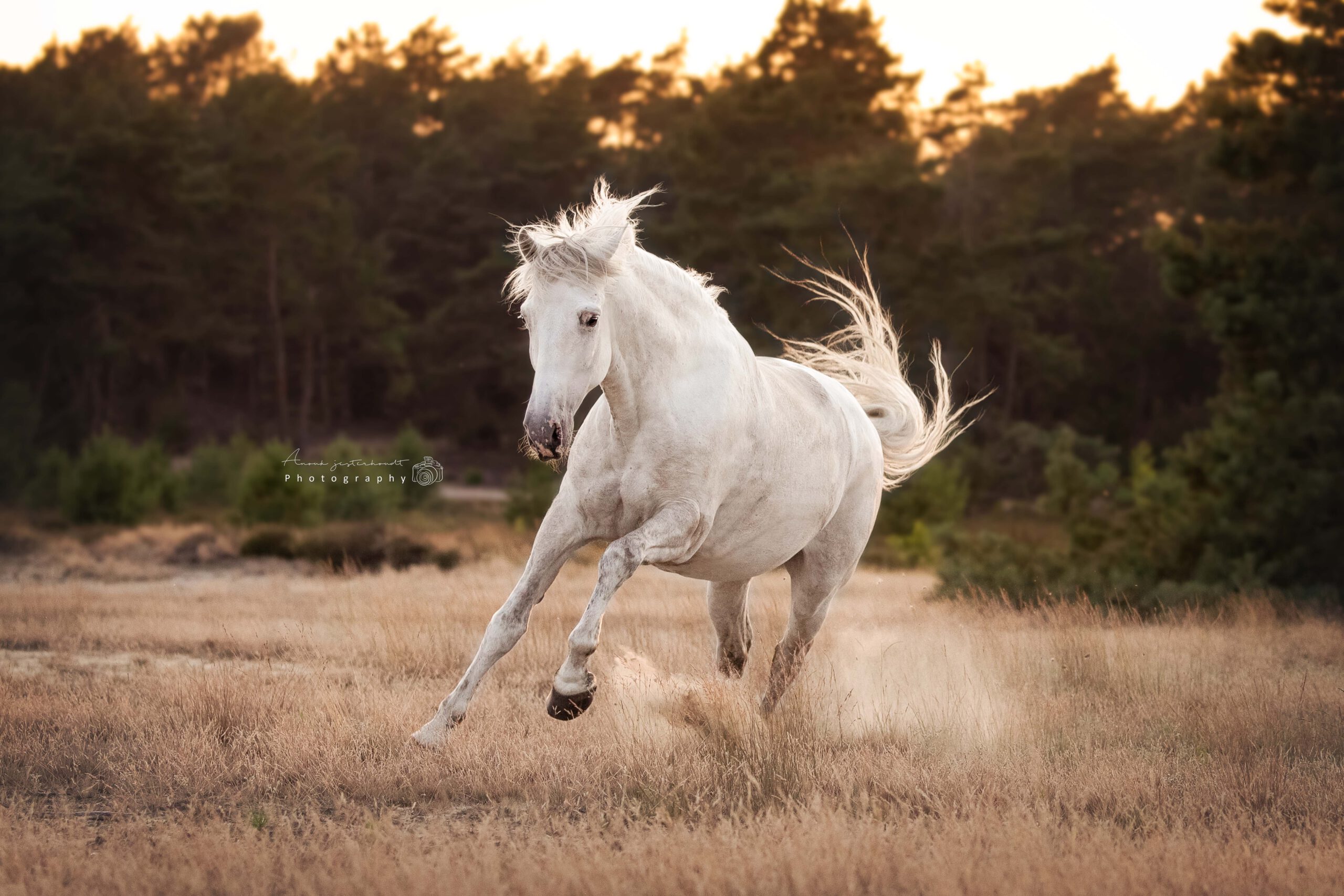actiefoto-paard