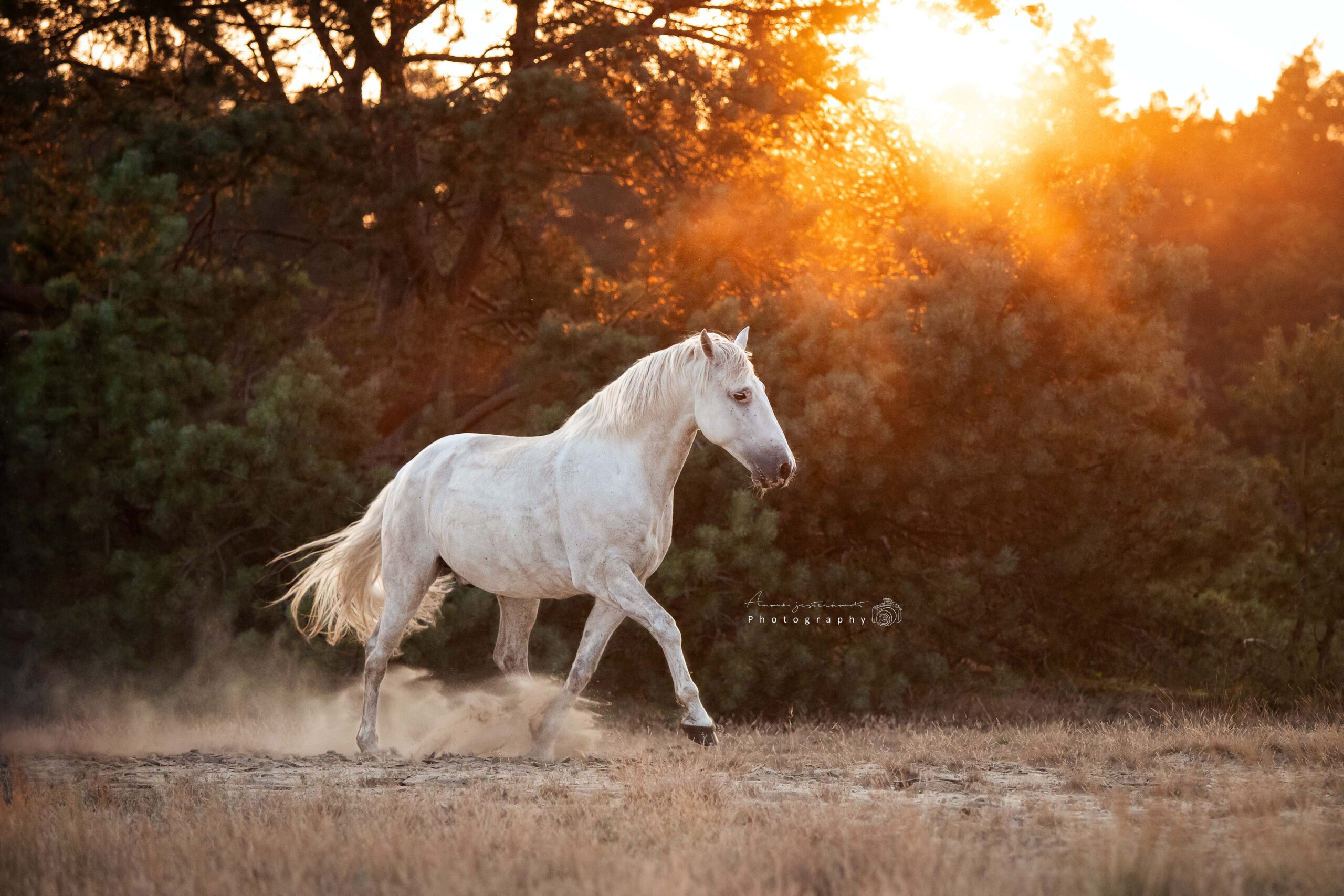 actiefoto-paard