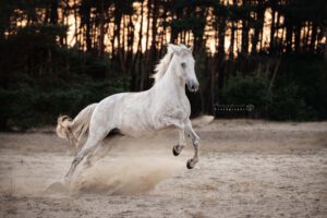 actiefoto-paard