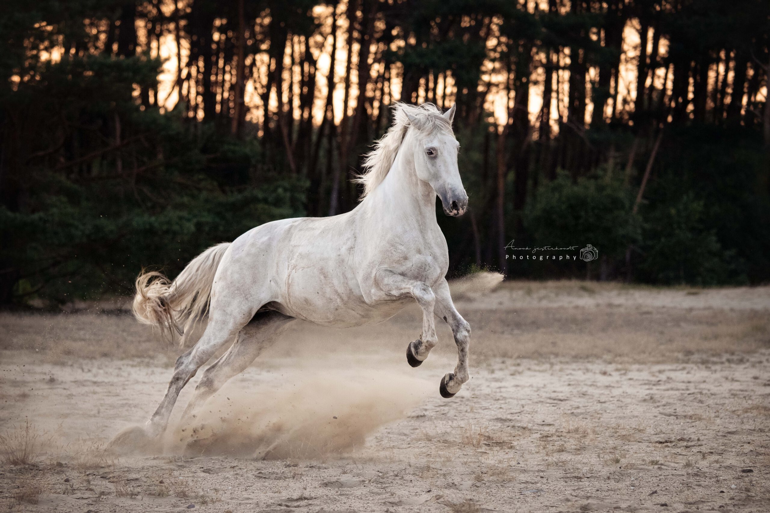 actiefoto-paard
