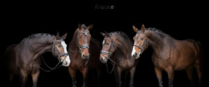 groepsfoto-paarden