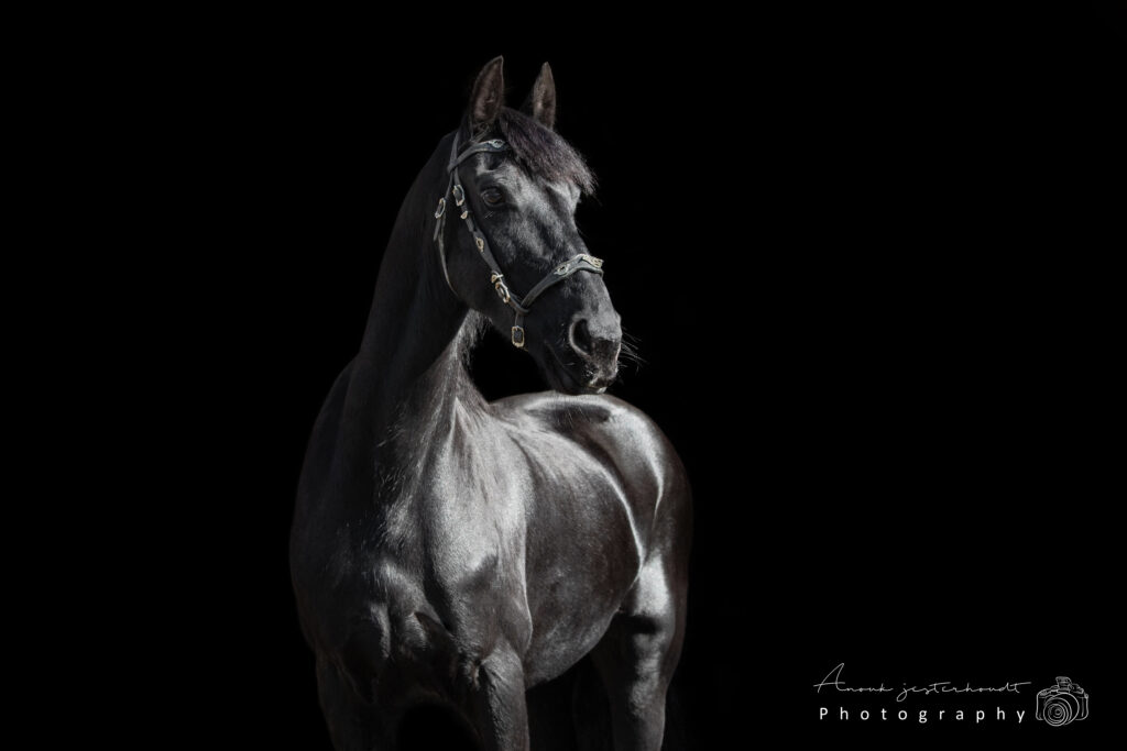 Blackfoto-paard
