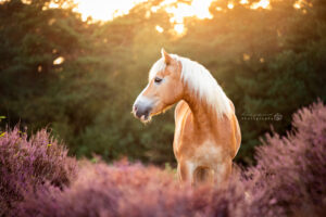 Haflinger heide