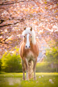 Haflinger bloesem