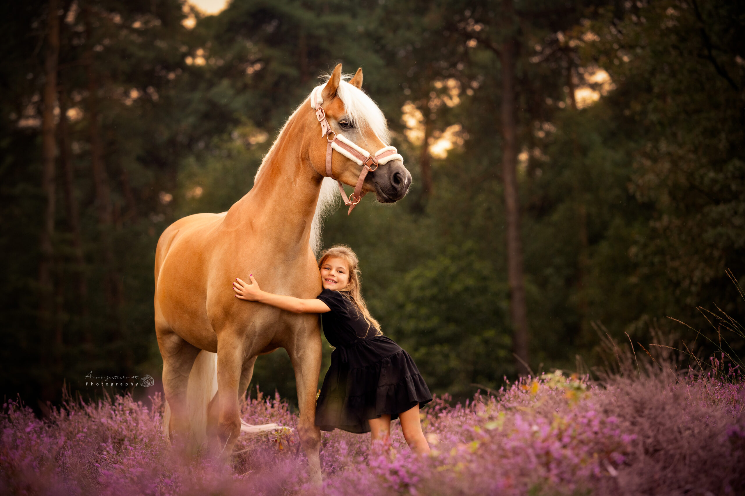 Haflinger