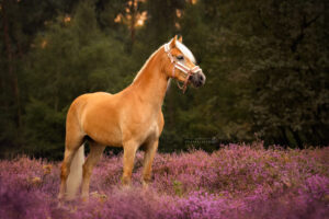 Haflinger