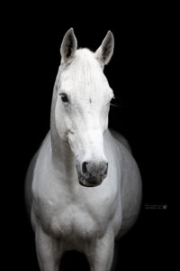 blackfoto wit paard