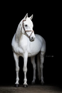 blackfoto wit paard