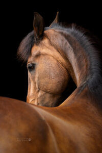 blackfoto paard fineart
