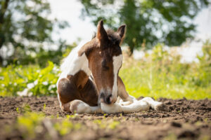 Barock pinto veulen