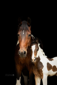 Blackfoto met veulen