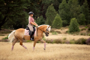 Haflinger draf